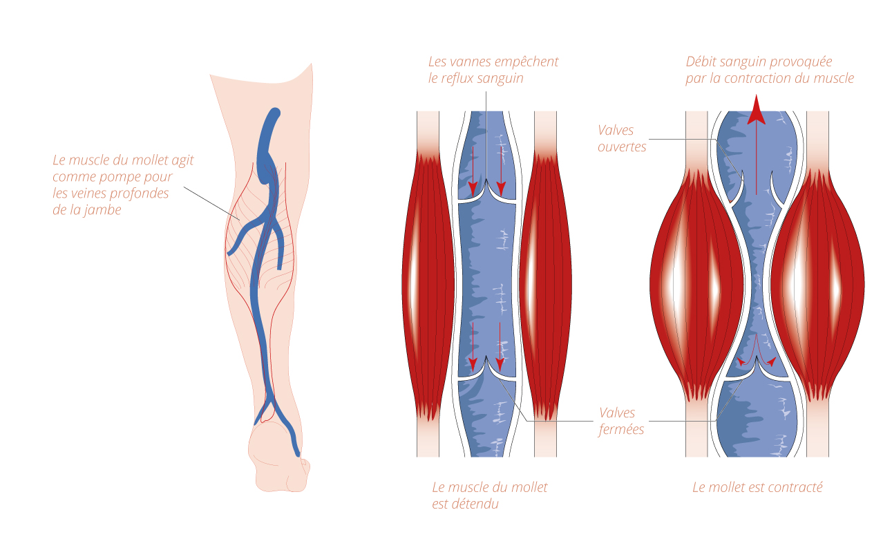 pompe-musculaire-mollet