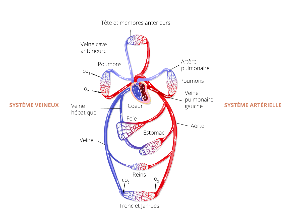 systeme-circulatoire